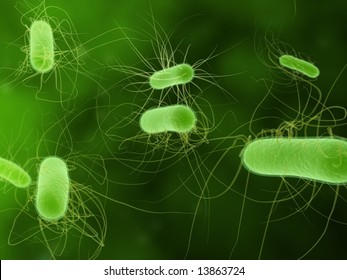 E. Coli