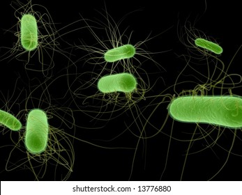 E. Coli Bacteria