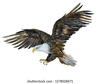 Eagle in flight, watercolor Illustration on white background