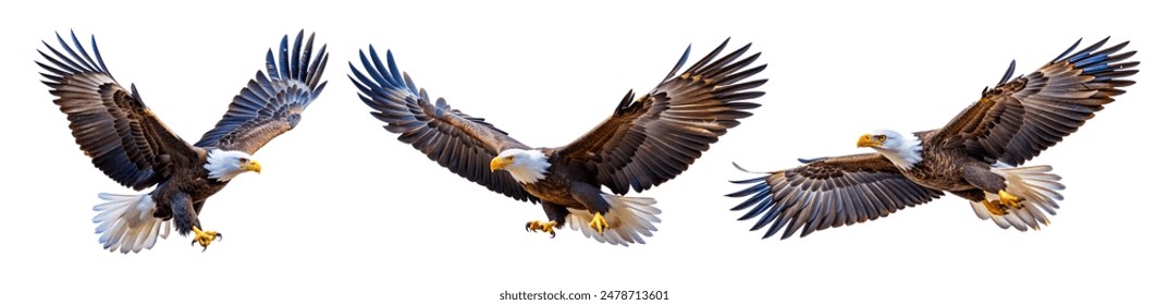 Eagle flying on isolated white background
