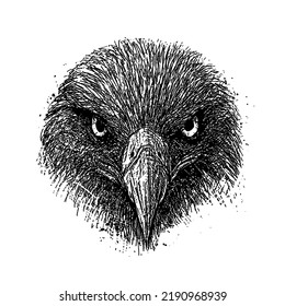 Eagle Head Sketch, Drawn On Paper, Hawk Drawing