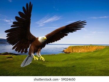 Eagle Landing In Grass