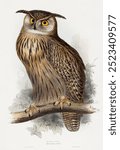 Eagle Owl. Bubo maximus (1832-1837) vintage illustration by Edward Lear. Vintage eagle owl bird art, bird drawing illustration, old eagle owl bird painting, bird art print.