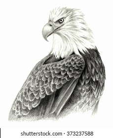 Eagle`s head  pencil drawing white background