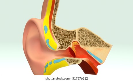 Ear Anatomy 3d illustration