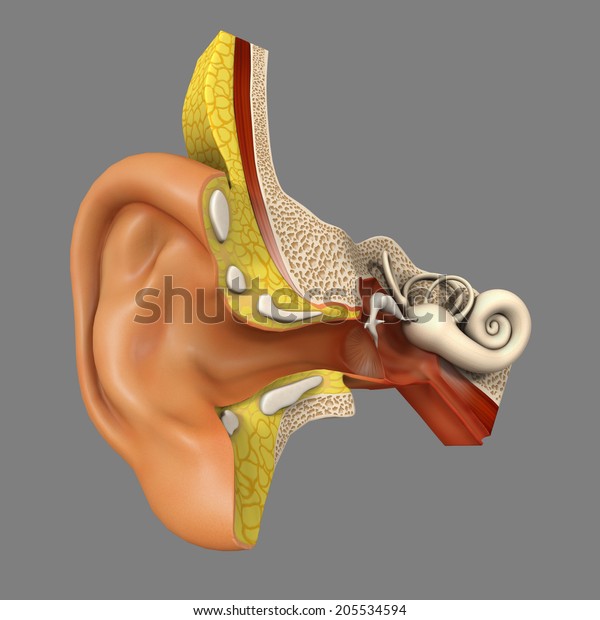 Ear
Anatomy