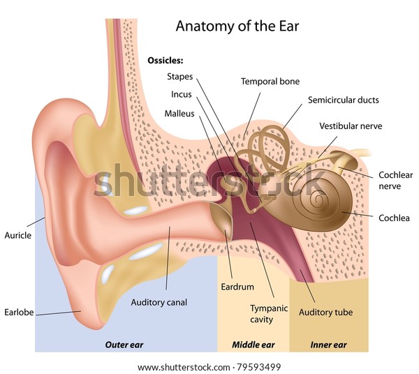 耳の解剖学 のイラスト素材
