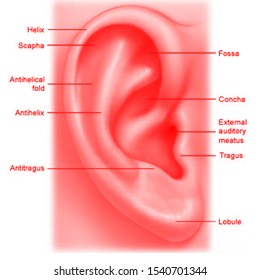 Outer Ear Images, Stock Photos & Vectors | Shutterstock