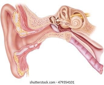 Ear - Anatomy. Frontal section through the right external, middle, and internal ear. S