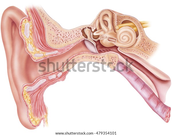 耳 解剖学 右の外耳 中耳 内耳を通る前頭断面 S のイラスト素材