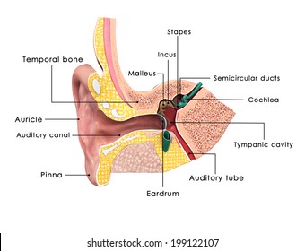 Ear anatomy labelled