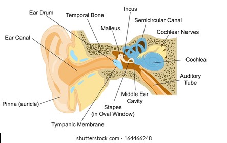 Ear Anatomy with word of part