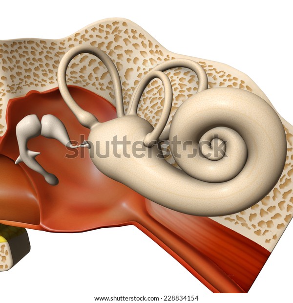 Ear Drum Stock Illustration 228834154 | Shutterstock