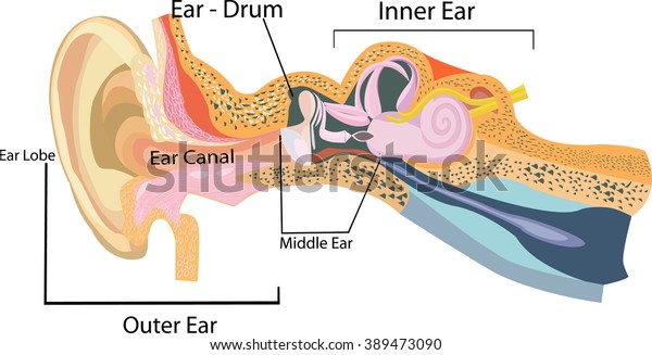 Ear Part Human Ear All Elements Stock Illustration 389473090