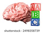 Early Development concept. Brain with ABC Wooden Blocks Alphabet Letters Learning Block Set. 3D rendering isolated on white background