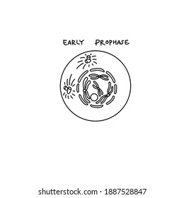 Early Prophase - The Nuclear Membrane Becomes More And More Indistinct And The Chromatin Fibers Become More And More Packaged And Condensed.