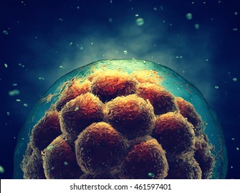 Early stage embryo , Stem cell research , Morula , 3d illustration