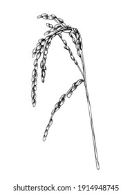 稲の花 のイラスト素材 画像 ベクター画像 Shutterstock