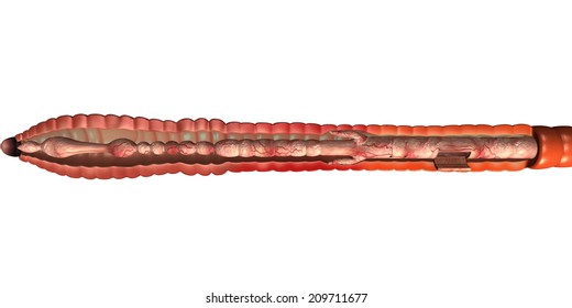 Earthworm Anatomy