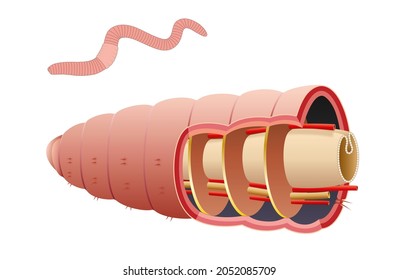 Earthworm Septum Is A Membrane That Is Flexible Enough To Allow For Contraction Of The Internal Muscles