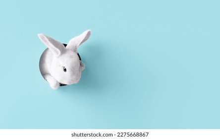 Easter bunny peeps out the blue wall  3d rendering