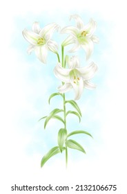 Easter Lily Drawn With Digital Watercolor