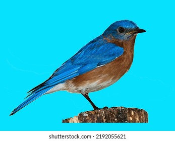 Eastern Bluebird (Sialia Sialis) Isolated On A Light Blue Background