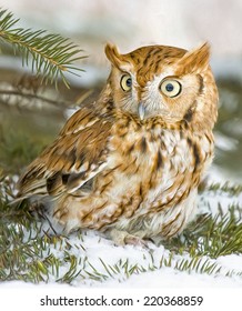 Eastern Screech Owl