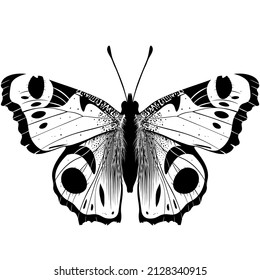 Eautiful Butterfly Illustration, UK Butterflies