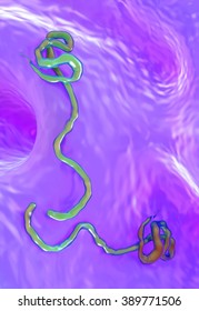 ebola virus