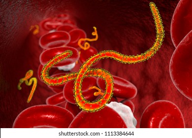 Ebola viruses in blood of a patient with Ebola hemorrhagic fever, 3D illustration