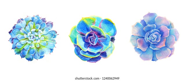 Echeveria Set Color Pencil Illustrations