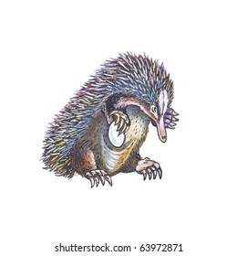 Echidna (Spiny Anteater)