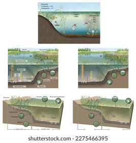 Ecology. continental waters. Eutrophication process in a lacustrine environment. Areas of the bed of a river and a lagoon. Cycle of matter, influence of light and consumption of carbon dioxide in the 