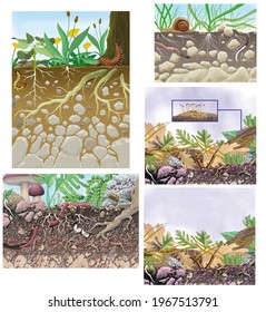 Edaphology. Ecology and ecosystems. Soil. Various images about the organisms that inhabit the soil.