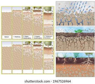 Edaphology. Soil formation. 3D illustration of the different levels of the well-formed floor. Formation process of the various soil horizons. Effect of rain and erosion on soil formation.