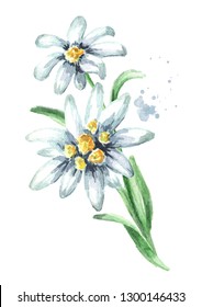 Edelweiss flower (Leontopodium alpinum) with leaves Watercolor hand drawn illustration, isolated on white background