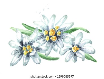 Edelweiss flowers (Leontopodium alpinum), Watercolor hand drawn illustration isolated on white background
