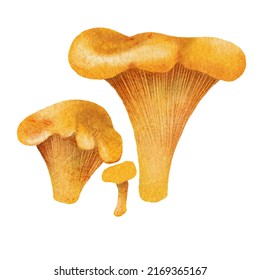 Edible Autumn Yellow Orange Chanterelles Drawn On Paper. Forest Element For Packaging, Label, Logo, Decoration Design.
