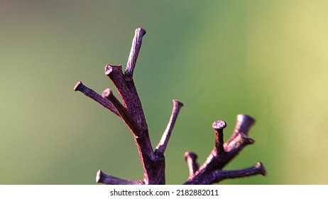 edited macro photography of branches.