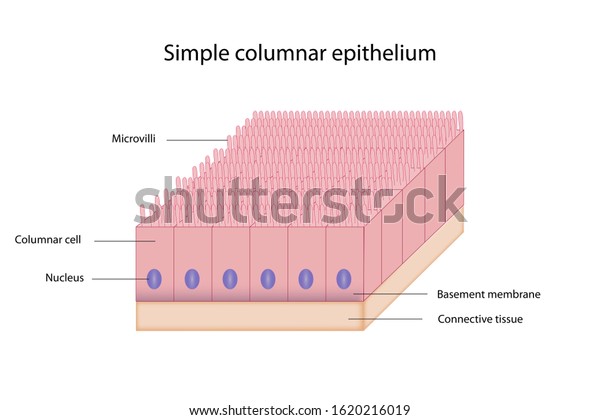 Education Chart Columnar Epithelium Shows Tall Stock Illustration 