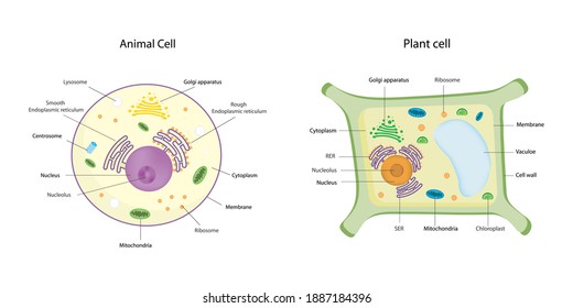 Vintage ULTRASTRUCTURE of the CELL medical school wall chart ...