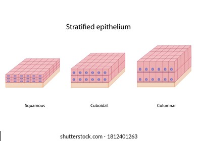 Education Chart Of Epithelium Shows Shape, Size Of Cell, Nucleus, Basement Membrane, And Stratified Layers Comprising Squamous, Cuboildal And Columnar Types, Ioslated On White Background.