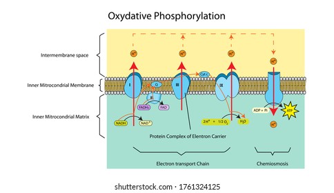 Education Chart Of Hydrogen Ion Transports Across The Plasma Membrane By Protein Complex And Gives ATP Energy To Cell That Called Oxidative Phosphorylation.