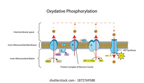Education chart of hydrogen ion transports across the plasma membrane by protein complex and gives ATP energy to cell that called oxidative phosphorylation.