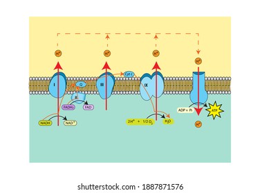 755 Hydrogen Ions Images, Stock Photos & Vectors | Shutterstock