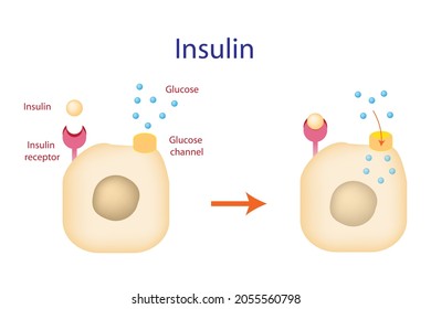 Education chart of Insulin, the molecule actions as the stimulus which signaling to the cell for allow glucose to cross cell membrane enter the cell and be used for energy.