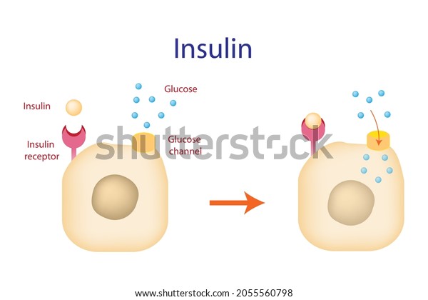 Education chart of\
Insulin, the molecule actions as the stimulus which signaling to\
the cell for allow glucose to cross cell membrane enter the cell\
and be used for\
energy.