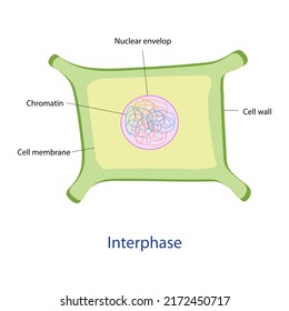 The Education Chart Of Interphase Stage Show That Cell Structure Comprises Centriole, Nucleolus, Nuclear Envelop, Membrane And Chromatin.