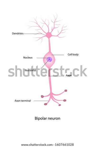 Education Chart Nerve Cell Anatomy Shows Stock Illustration 1607661028 